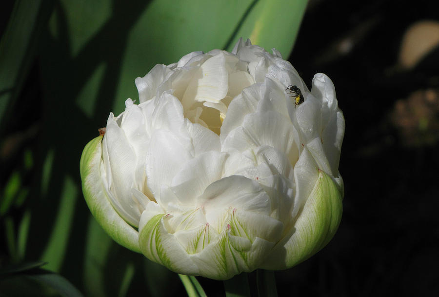 Ice Age Tulip With Insect Photograph by KATIE Vigil