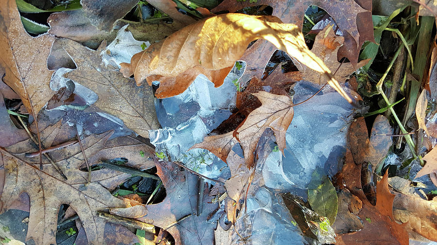 Ice and Fallen Leaves Photograph by Lynn Hansen