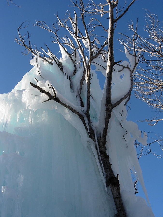 Ice And Tree Photograph By Arvin Miner Pixels