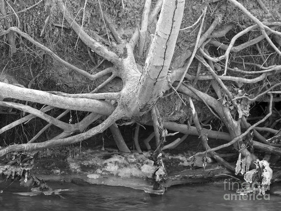 Twisted Roots  Photograph by Sandra Church