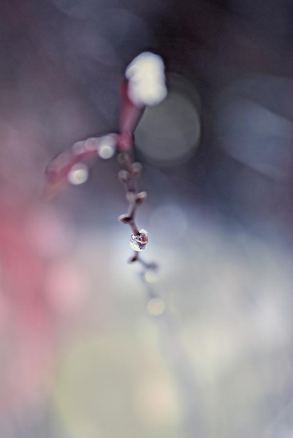Winter Photograph - ice bead II by Augenwerk Susann Serfezi