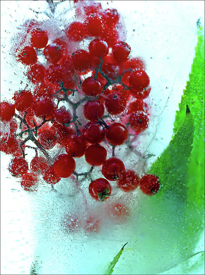 Ice berries #2 Photograph by Jarmo Honkanen
