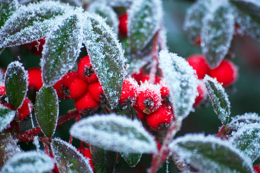 Ice berries Photograph by Dave Perks - Fine Art America