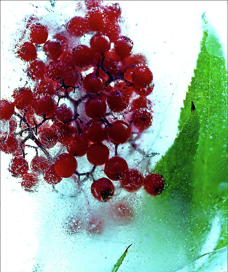 Ice Berries Photograph by Jarmo Honkanen