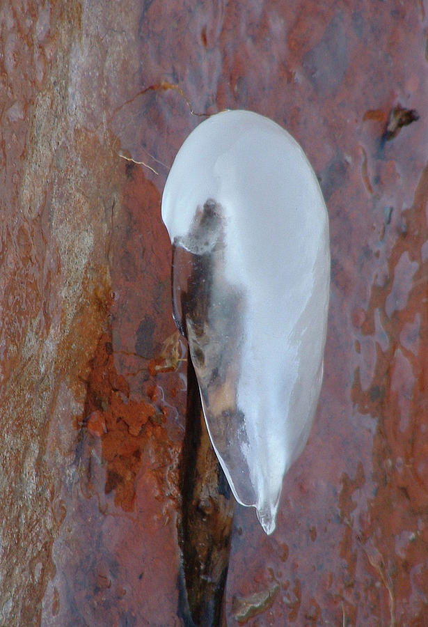 Ice Birdy Photograph by Annekathrin Hansen
