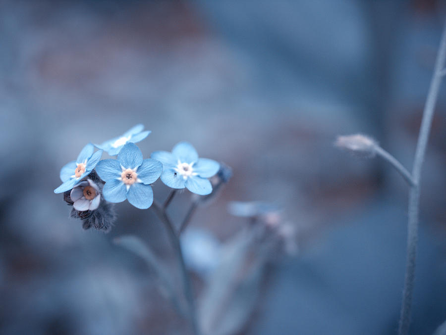 Ice Blue Photograph by Yuka Kato
