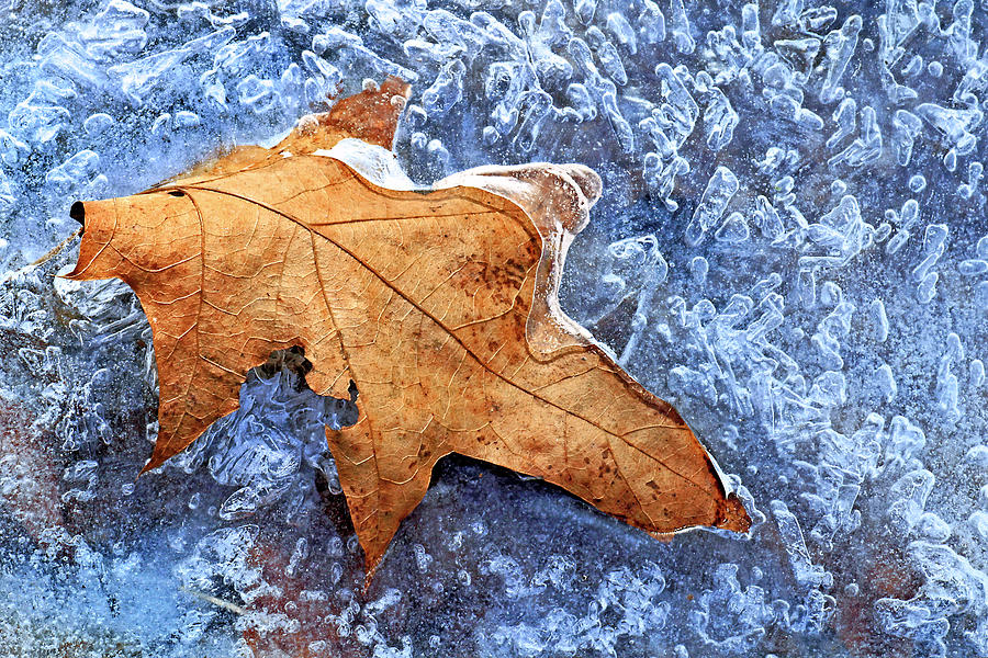 Ice-bound Leaf Photograph by Carolyn Derstine