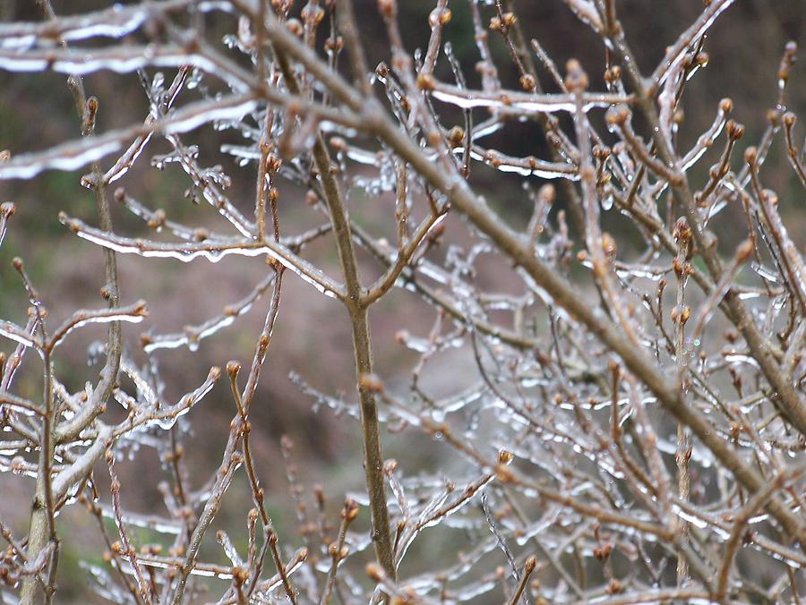 Ice Branches Photograph by Gerald Kloss