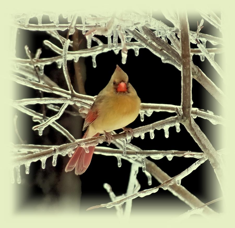 Ice Cardinal - Bird Photograph by MTBobbins Photography