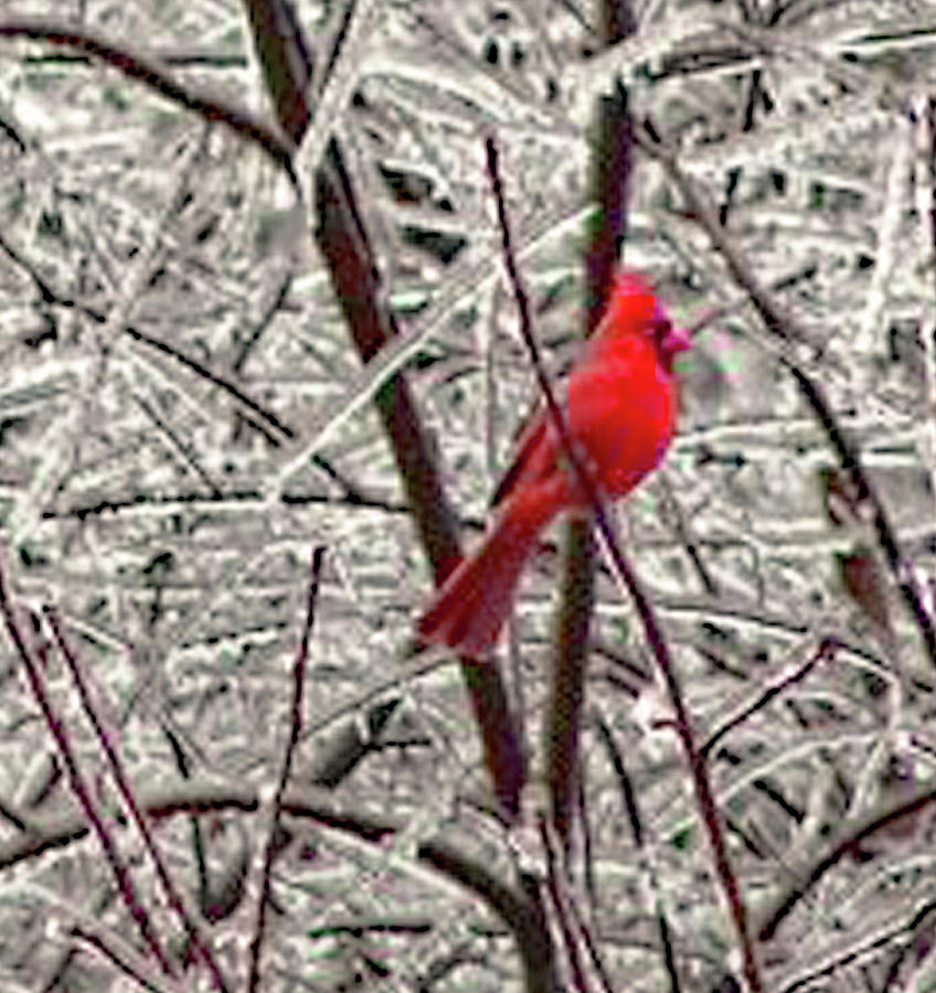 Ice Cardinal Photograph by Imagery-at- Work