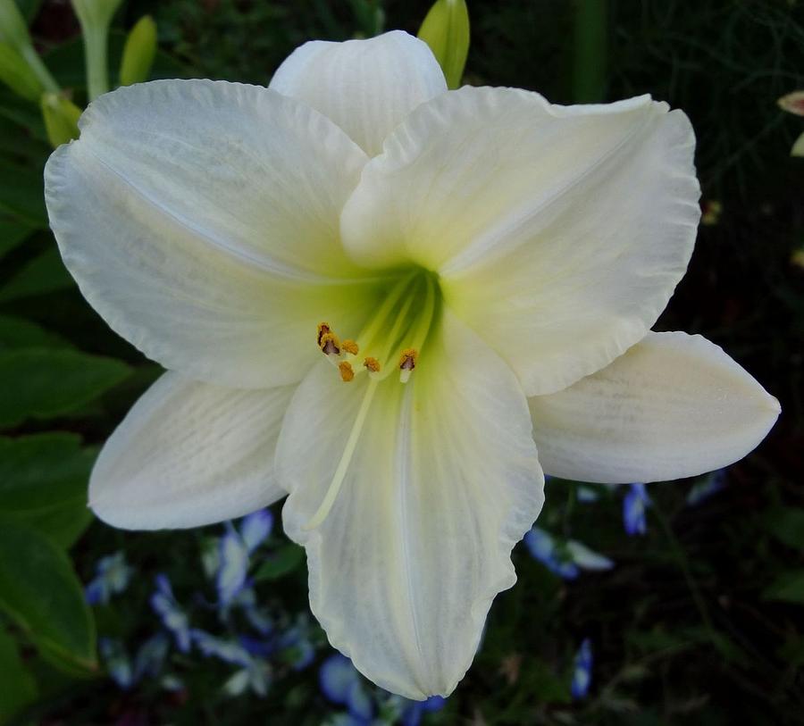 Ice Carnival Daylily Photograph by Sarah Malley - Pixels