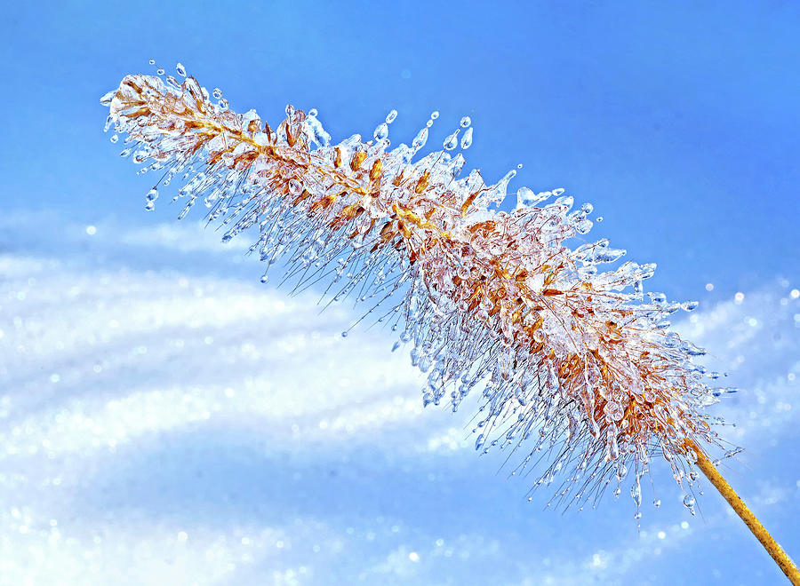 Ice coated seedhead Photograph by Carolyn Derstine