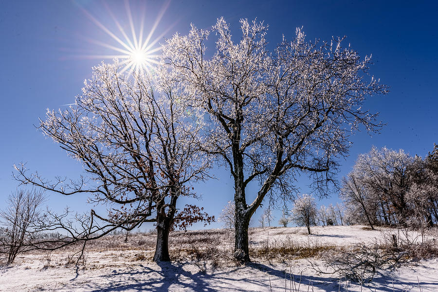 Ice Coated Trees Photograph by Randy Scherkenbach