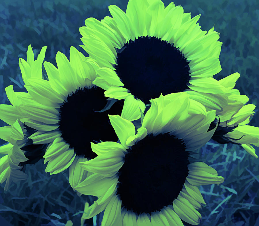 Ice Cold Sunflower Bouquet Photograph