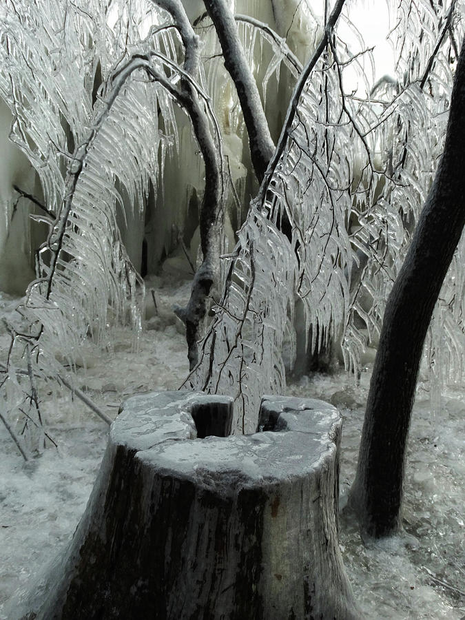 Ice-covered Branches and Stump Photograph by David T Wilkinson