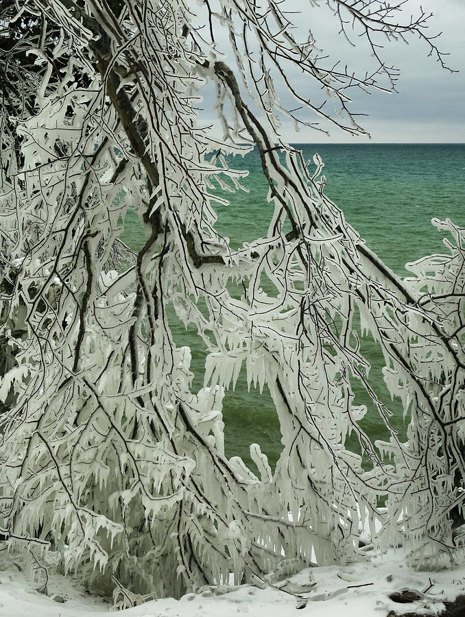 Ice-covered Branches Photograph by David T Wilkinson