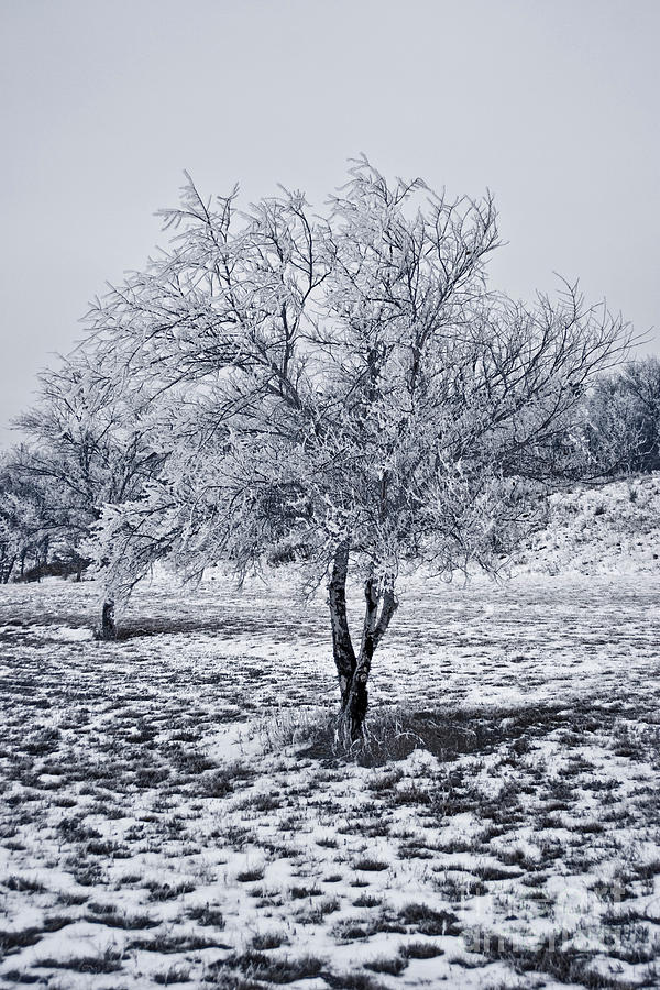 Ice Photograph - Ice Covered Tree by James Jones Ice Photograph - Ice Covered Tree by James Jones