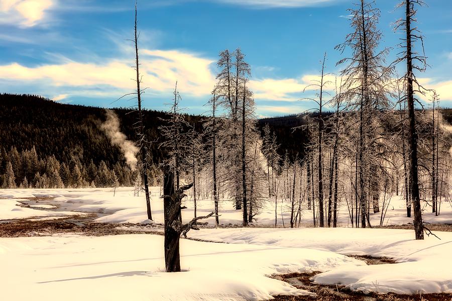 Ice Covered Trees In Yellowstone Photograph by Mountain Dreams
