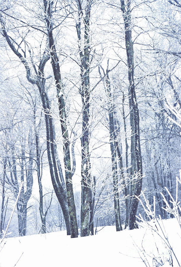 Ice-covered Trees Photograph