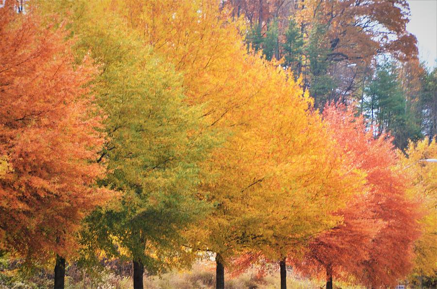 October Trees Photograph by Chuck Brown