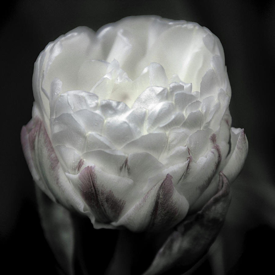 Ice Cream Tulip Photograph by Winnie Chrzanowski