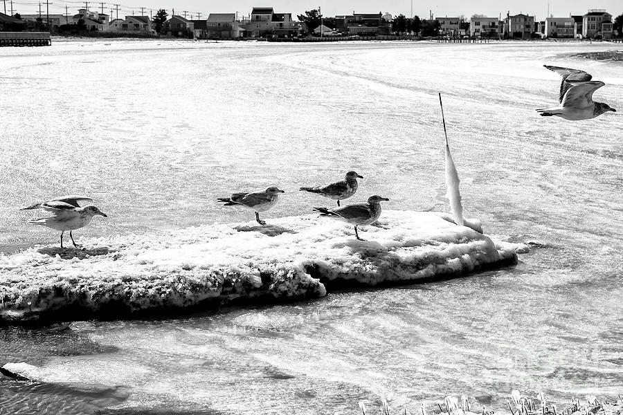 Ice Crew on Long Beach Island Photograph by John Rizzuto