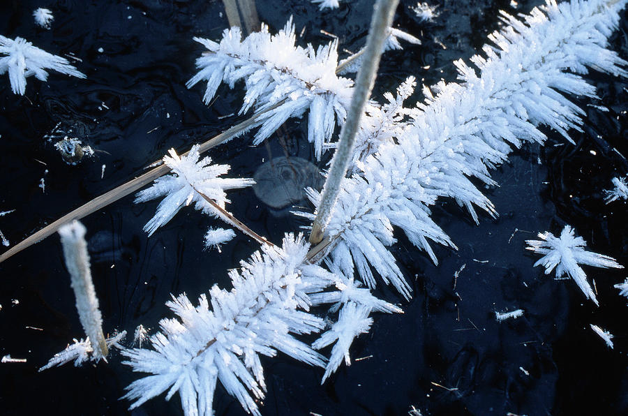 Ice crystal Photograph by Heiko Koehrer-Wagner