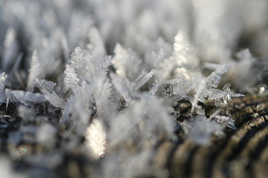 Ice Crystal on Wood Photograph by Arvin Miner