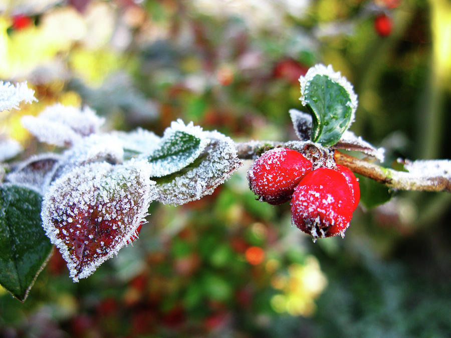 Ice Crystals and Red Berries  Photograph by Tom Conway
