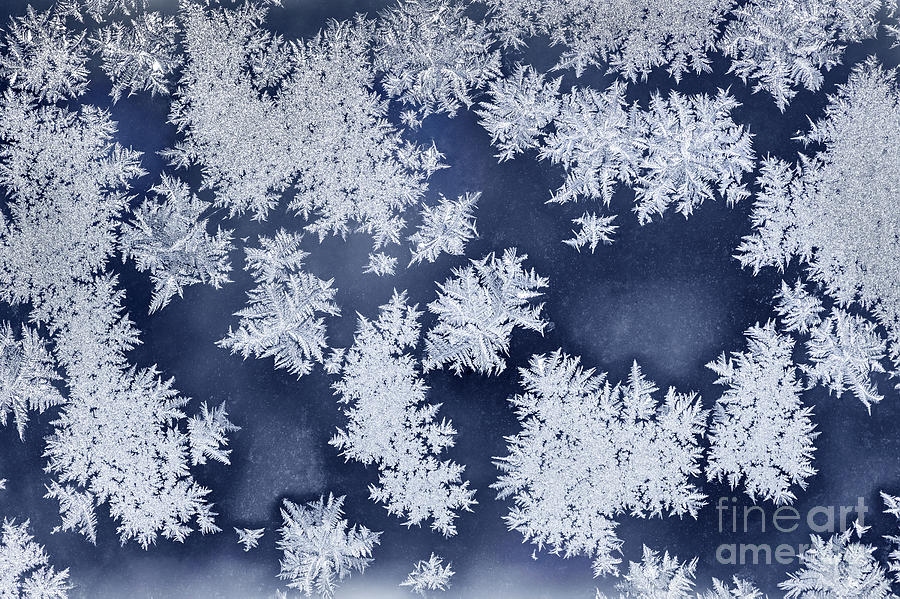 Ice crystals Photograph by Elena Elisseeva