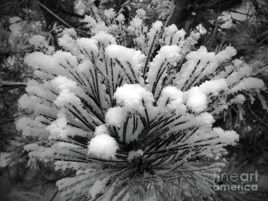 Ice Crystals Photograph by Jasna Dragun