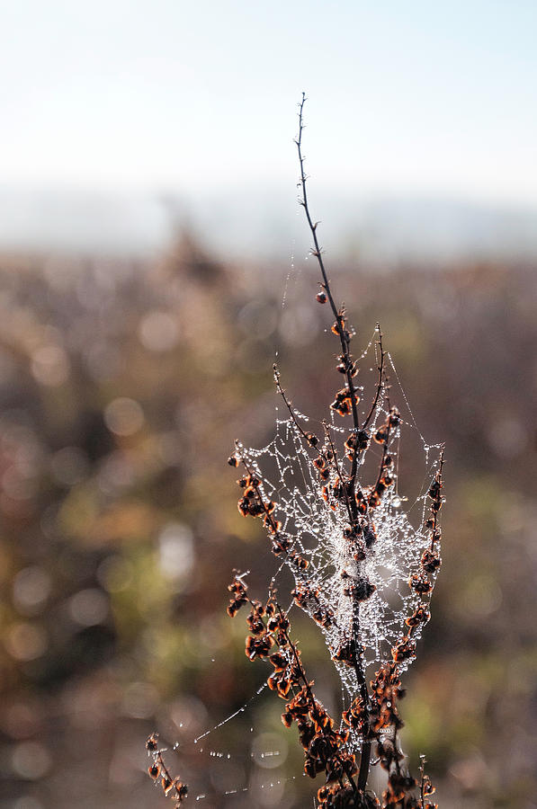 Winter Photograph - Ice Crystals on Dried Wild Flower by Phyllis Taylor