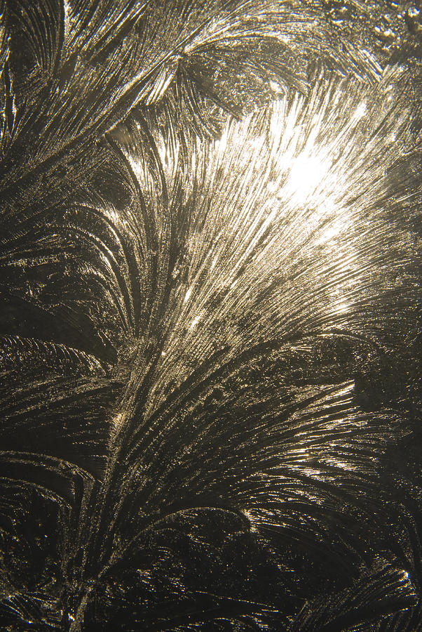 Ice Design on Glass Photograph by Steve Somerville