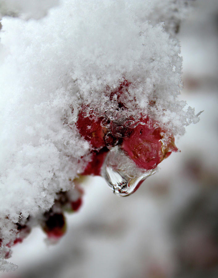 Ice Drip by Melinda Blackman Ice Drip by Melinda Blackman