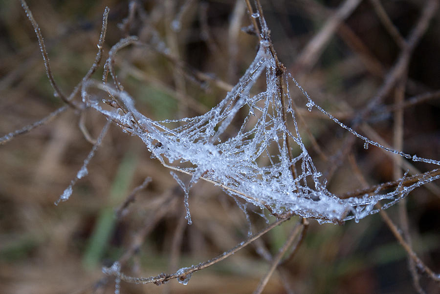 Ice Encrusted Spider Web Photograph by Douglas Barnett