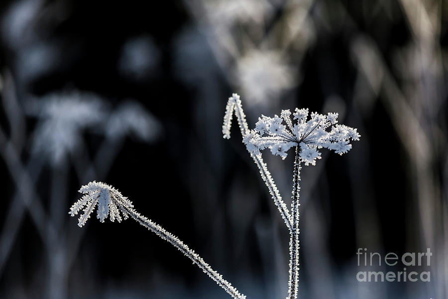 Nature Photograph - Ice flower II by Veikko Suikkanen