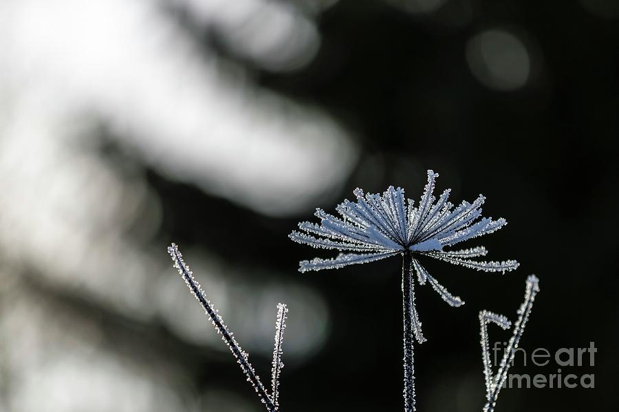 Ice Flower Photograph