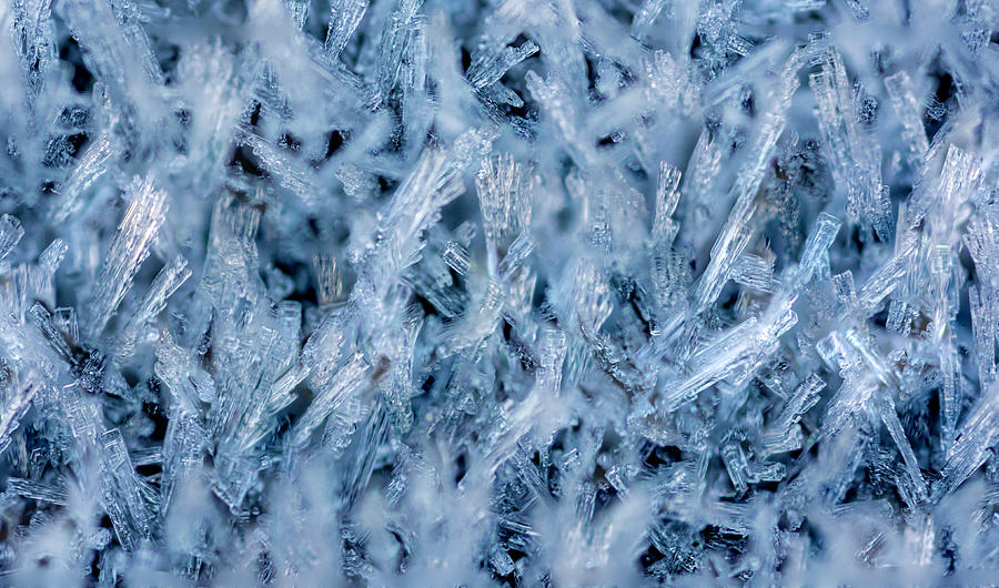 Ice Grass Growing Photograph by Rainer Kersten