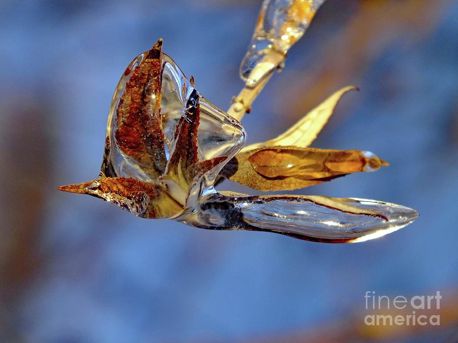 Hummingbird Photograph - Ice Hummingbird - Natures Sculpture by Cindy Treger