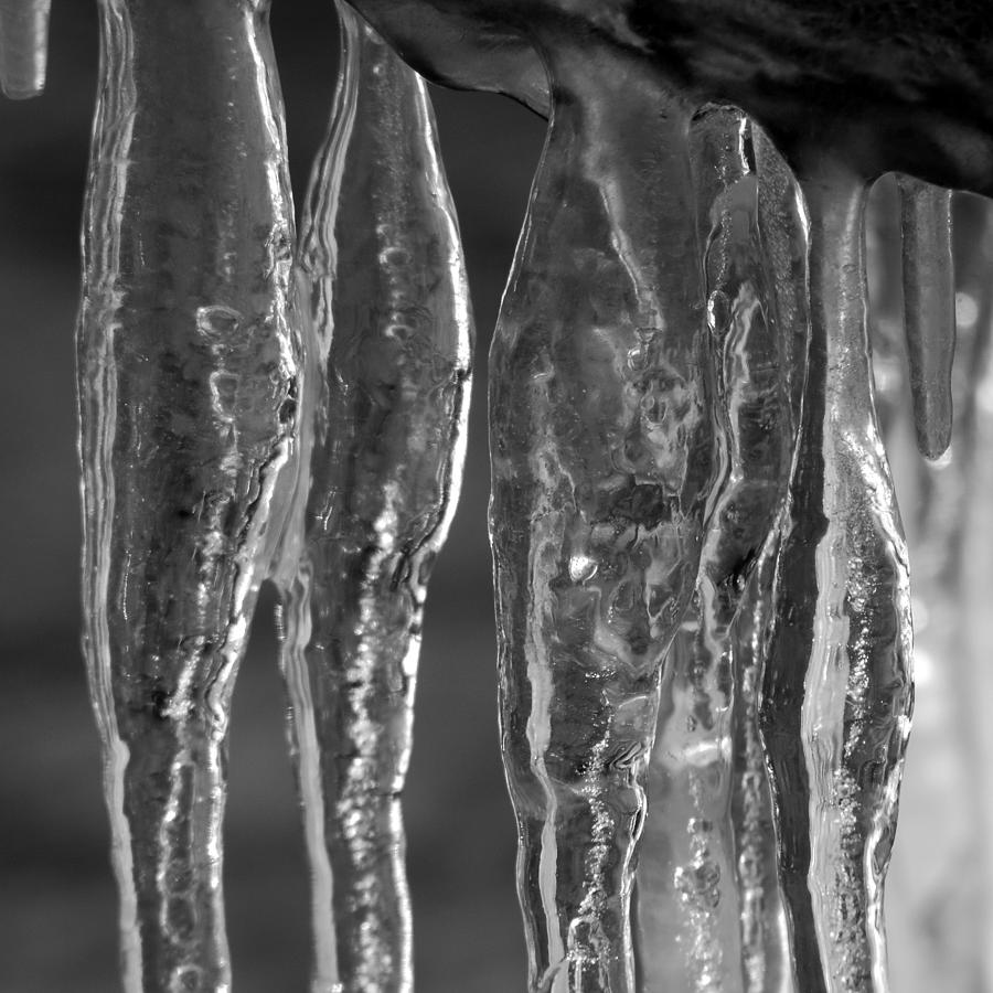 Ice Ice Baby Photograph by Trish Hale