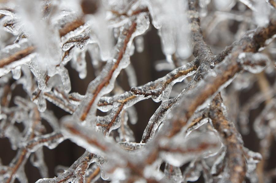 ice in Texas Photograph by Amy Cole - Fine Art America