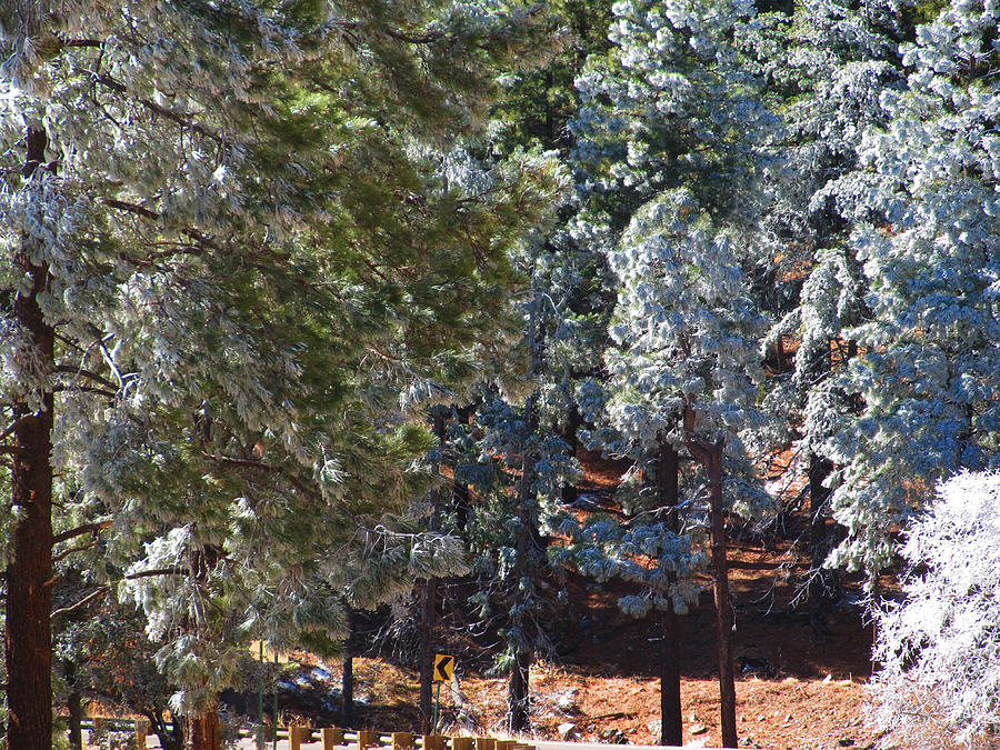 Ice In The Pines #2 Photograph
