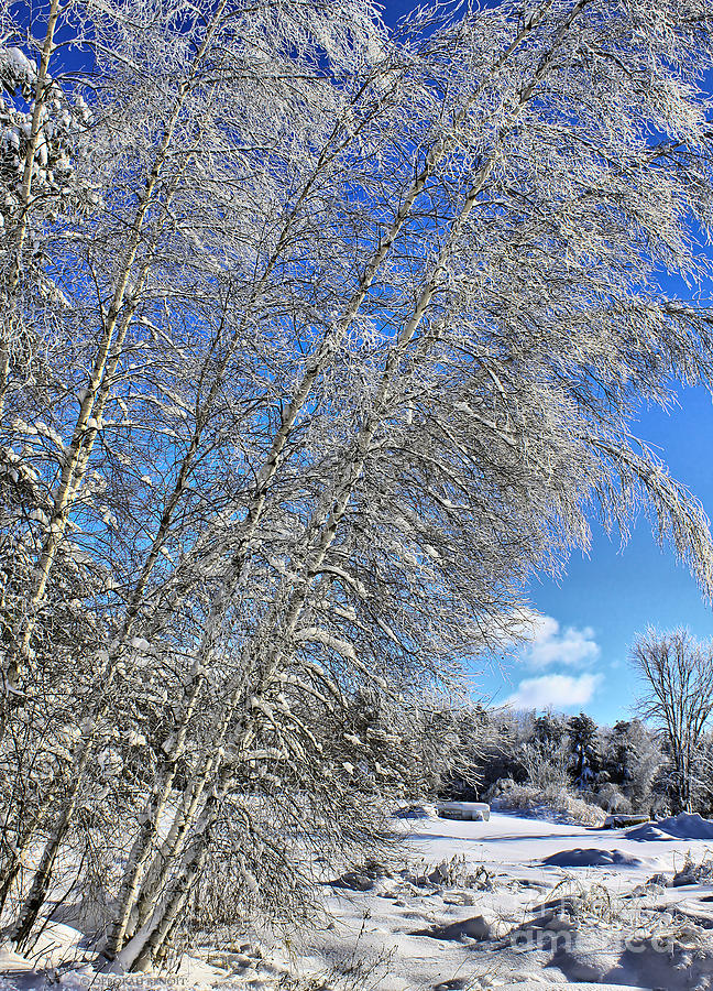 Tree Photograph - Ice Laden Birches by Deborah Benoit
