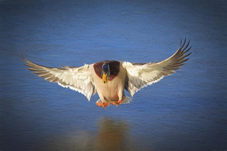 Ice Landing Photograph by Donna Kennedy