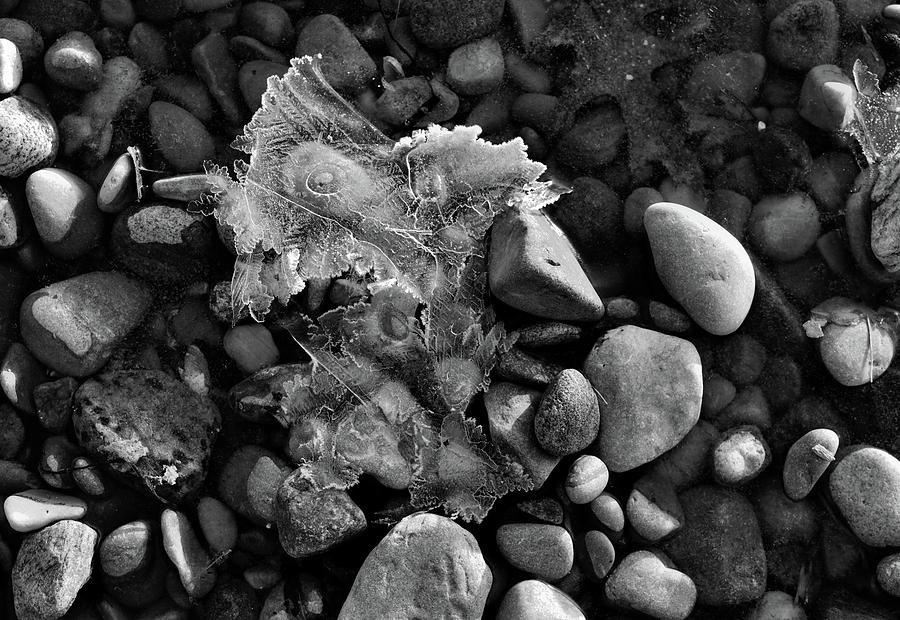 Ice Leaves Black and White Digital Art by Lyle Crump