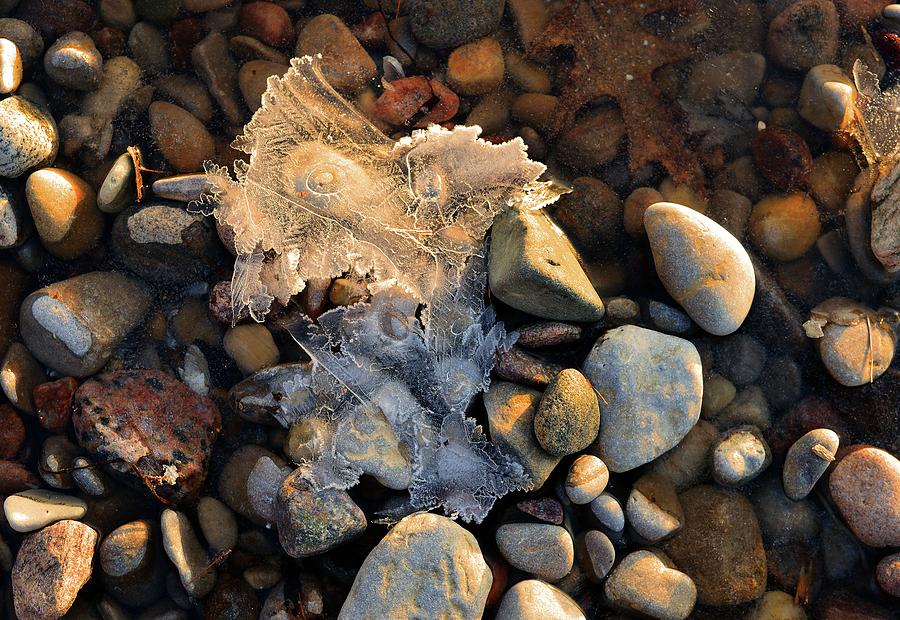 Ice Leaves  Digital Art by Lyle Crump