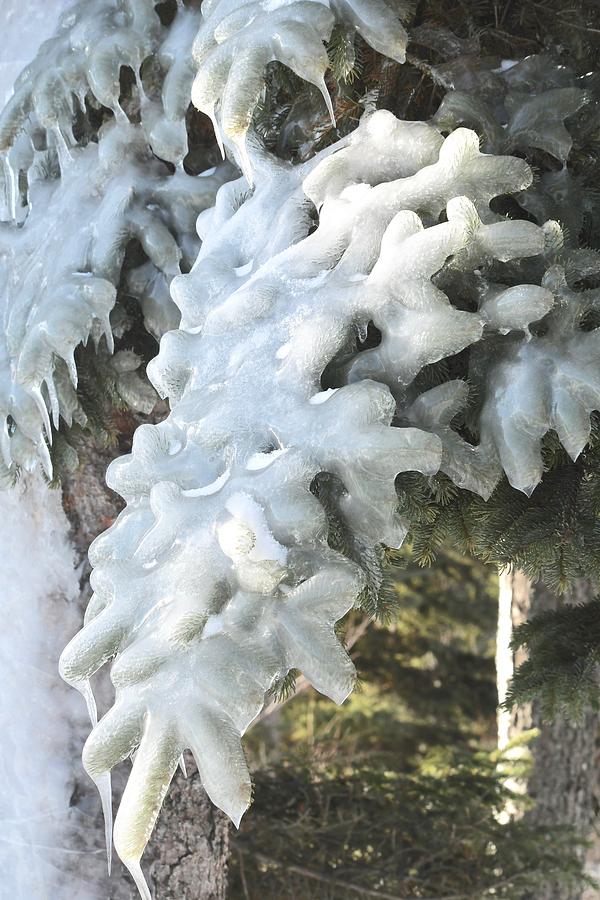 Ice on Pine Branch Photograph by Hella Buchheim