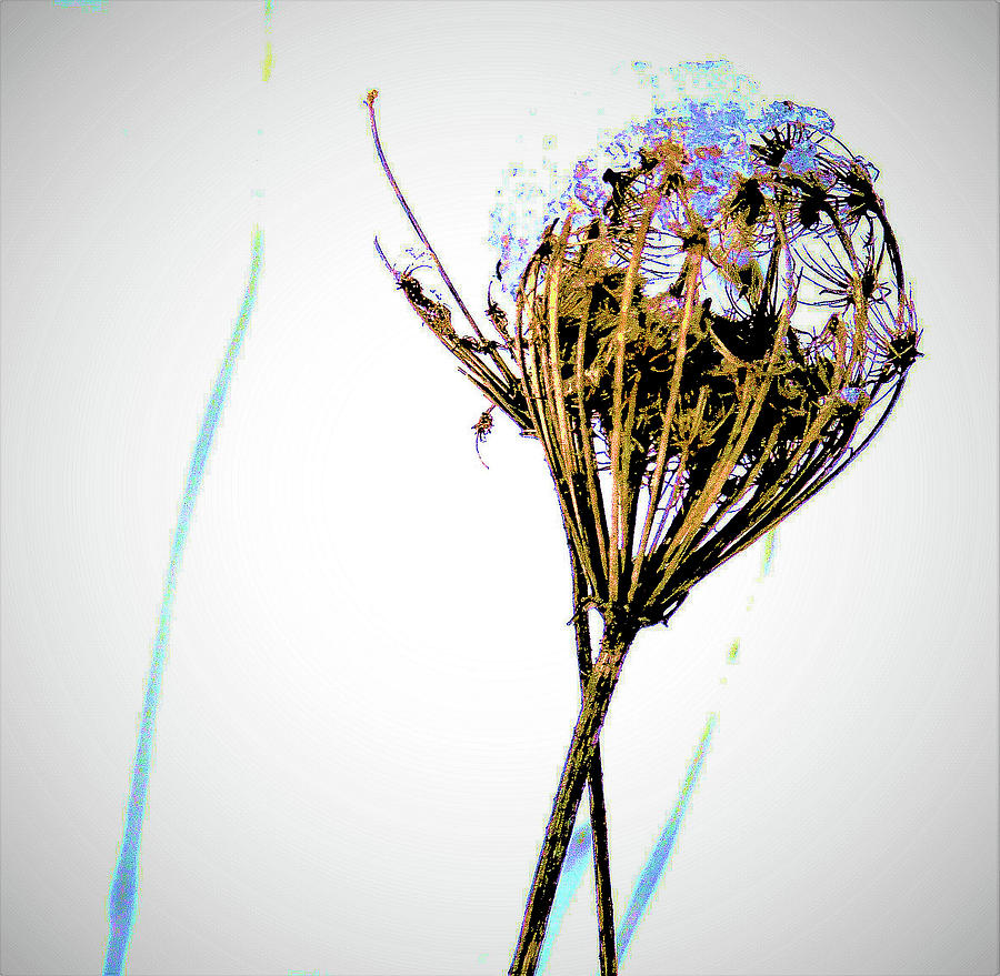 Ice On Queen Annes Lace Photograph