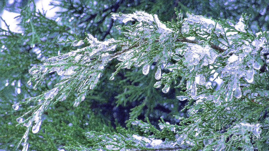 Ice on the Cedar Photograph by Eunice Warfel