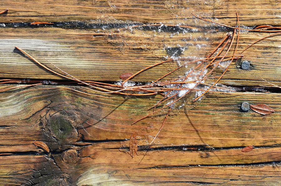 Ice On The Wood  Photograph by Lyle Crump